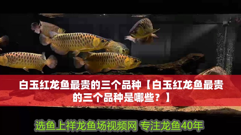 龍魚干蝦有營養嗎 白玉紅龍魚最貴的三個品種【白玉紅龍魚最貴的三個品種是哪些?】 水族問答 白玉紅龍魚最貴的三個品種【白玉紅龍魚最貴的三個品種是哪些?】 白玉紅龍魚最貴的三個品種【白玉紅龍魚最貴的三個品種是哪些?】 水族問答