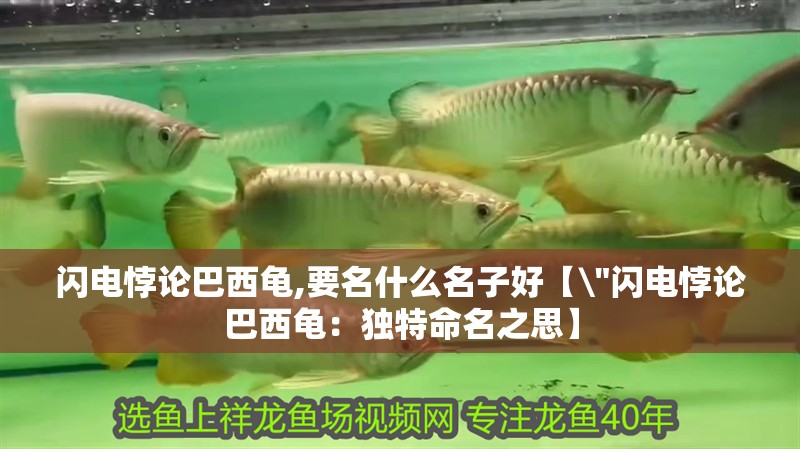 閃電悖論巴西龜,要名什么名子好【\