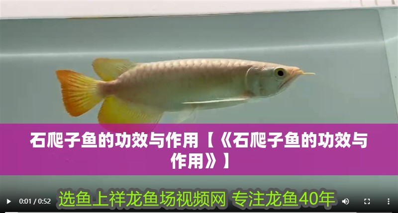 石爬子魚的功效與作用【《石爬子魚的功效與作用》】
