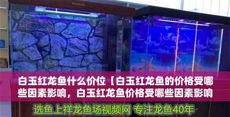 白玉紅龍魚(yú)什么價(jià)位【白玉紅龍魚(yú)的價(jià)格受哪些因素影響，白玉紅龍魚(yú)價(jià)格受哪些因素影響】
