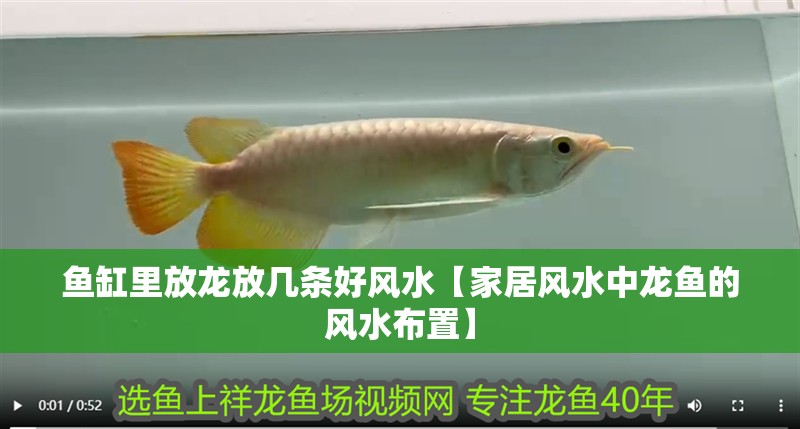 魚缸里放龍放幾條好風水【家居風水中龍魚的風水布置】