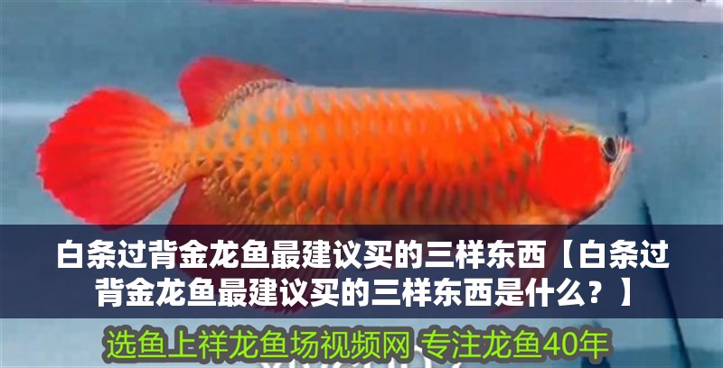 白條過背金龍魚最建議買的三樣東西【白條過背金龍魚最建議買的三樣東西是什么？】