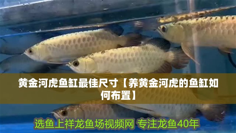 黃金河虎魚缸最佳尺寸【養黃金河虎的魚缸如何布置】