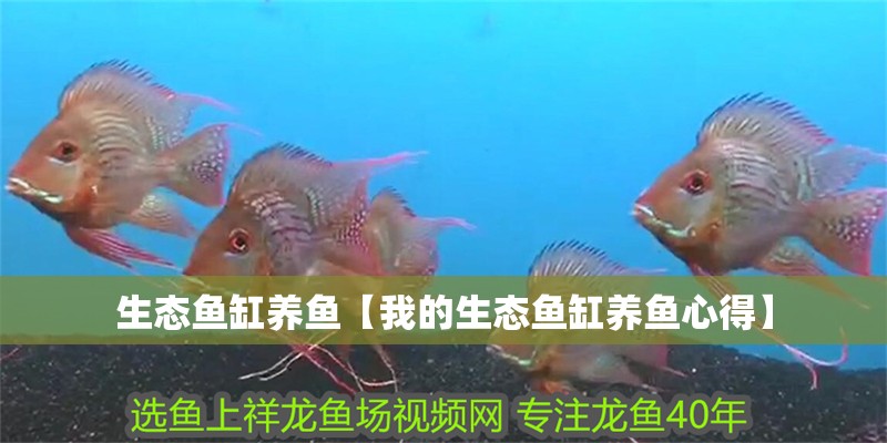 生態(tài)魚缸養(yǎng)魚【我的生態(tài)魚缸養(yǎng)魚心得】