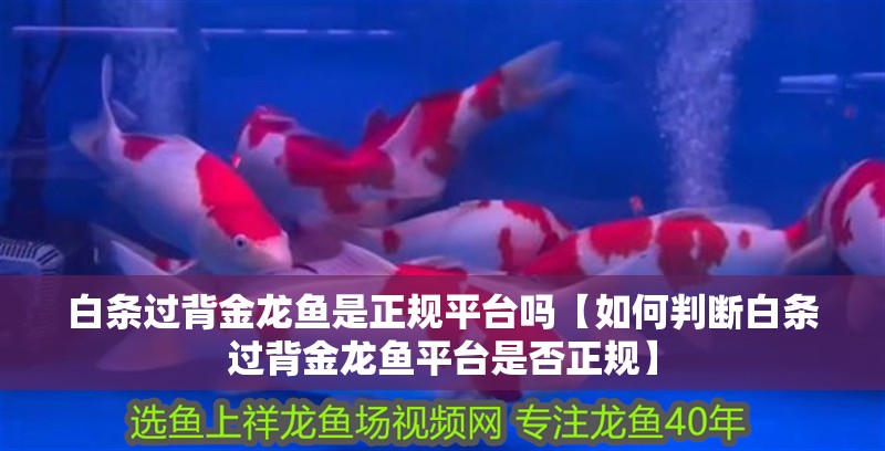 白條過背金龍魚是正規平臺嗎【如何判斷白條過背金龍魚平臺是否正規】