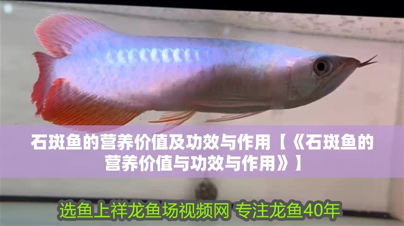 石斑魚的營養價值及功效與作用【《石斑魚的營養價值與功效與作用》】