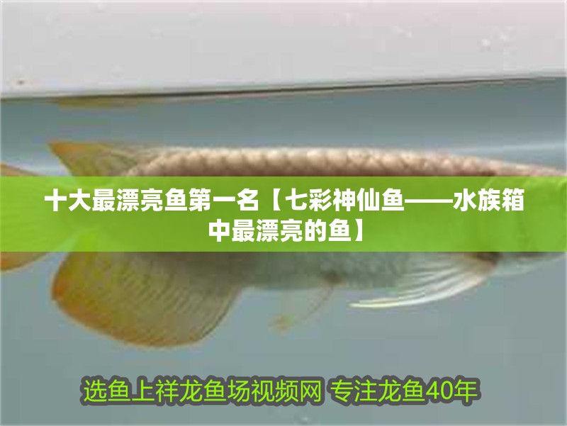 十大最漂亮魚第一名【七彩神仙魚——水族箱中最漂亮的魚】