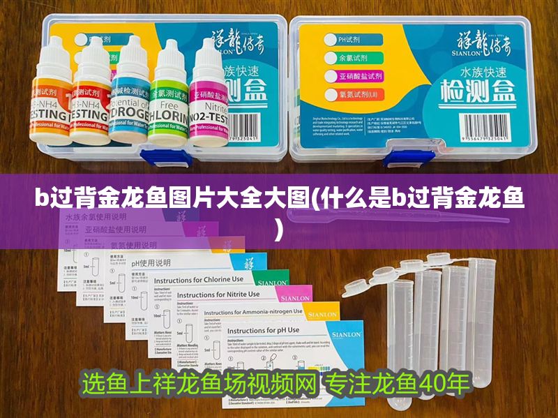 b過背金龍魚圖片大全大圖(什么是b過背金龍魚)