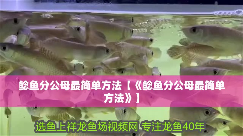 鯰魚分公母最簡單方法【《鯰魚分公母最簡單方法》】