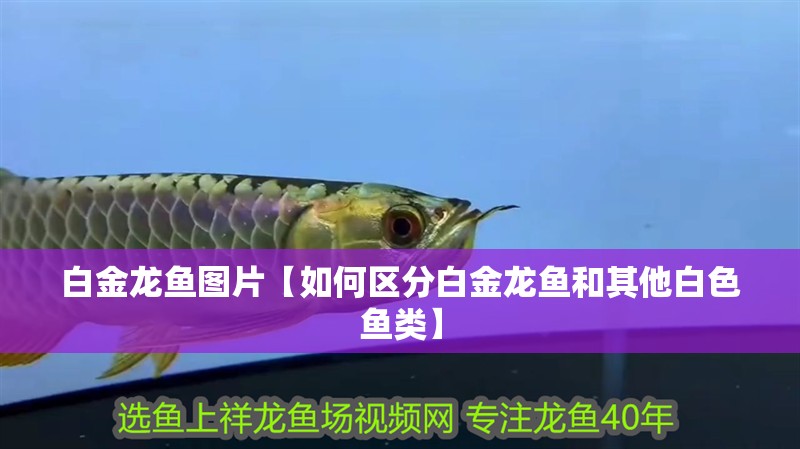 白金龍魚圖片【如何區(qū)分白金龍魚和其他白色魚類】