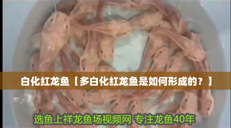 白化紅龍魚【多白化紅龍魚是如何形成的？】