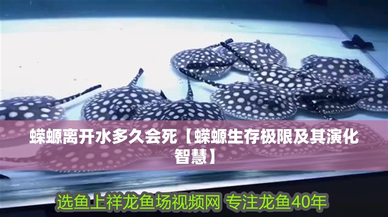 蠑螈離開水多久會死【蠑螈生存極限及其演化智慧】