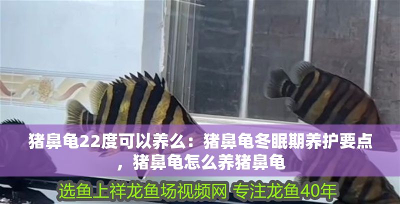 豬鼻龜22度可以養么：豬鼻龜冬眠期養護要點，豬鼻龜怎么養豬鼻龜