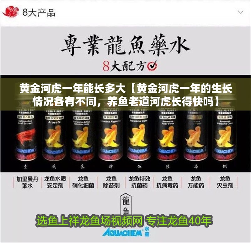 黃金河虎一年能長多大【黃金河虎一年的生長情況各有不同，養魚老道河虎長得快嗎】