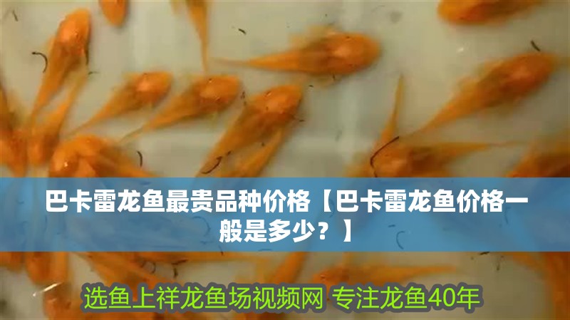 巴卡雷龍魚(yú)最貴品種價(jià)格【巴卡雷龍魚(yú)價(jià)格一般是多少？】