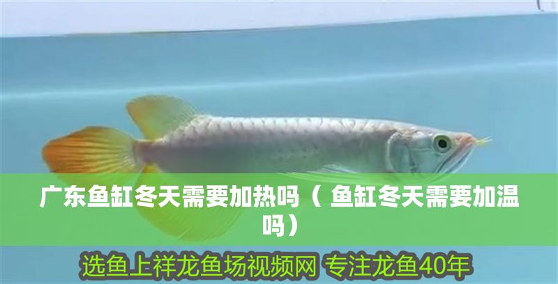 廣東魚(yú)缸冬天需要加熱嗎（ 魚(yú)缸冬天需要加溫嗎）