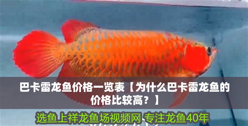 巴卡雷龍魚價格一覽表【為什么巴卡雷龍魚的價格比較高？】