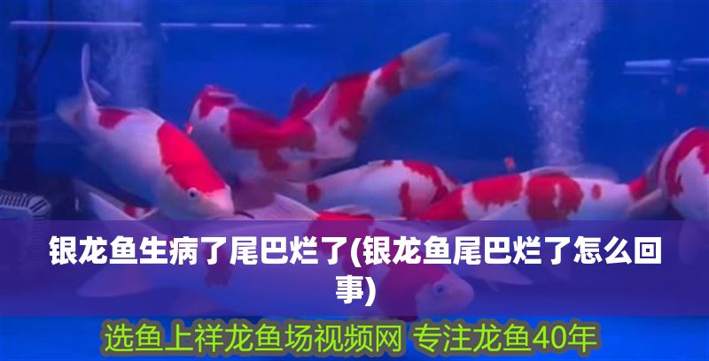銀龍魚生病了尾巴爛了(銀龍魚尾巴爛了怎么回事)