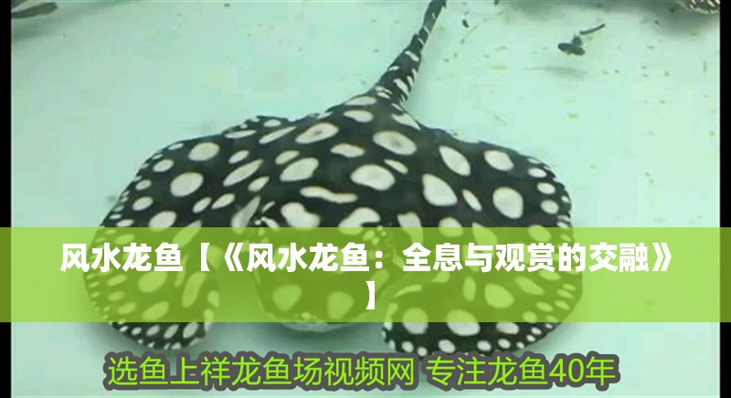 風水龍魚【《風水龍魚：全息與觀賞的交融》】