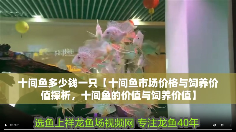 十間魚多少錢一只【十間魚市場價格與飼養價值探析，十間魚的價值與飼養價值】