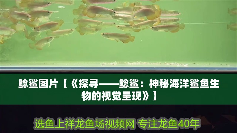 鯰鯊圖片【《探尋——鯰鯊：神秘海洋鯊魚生物的視覺呈現(xiàn)》】