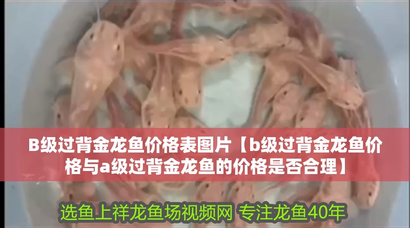 B級過背金龍魚價格表圖片【b級過背金龍魚價格與a級過背金龍魚的價格是否合理】