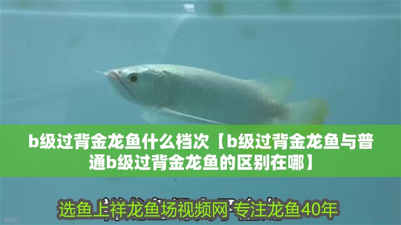 b級(jí)過背金龍魚什么檔次【b級(jí)過背金龍魚與普通b級(jí)過背金龍魚的區(qū)別在哪】