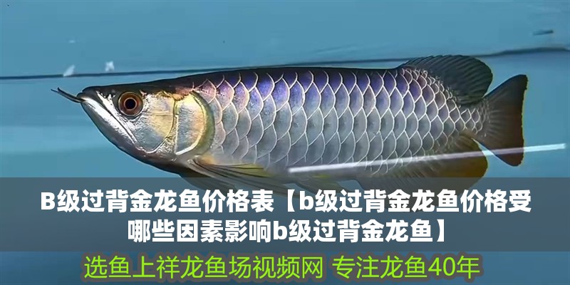 B級過背金龍魚價格表【b級過背金龍魚價格受哪些因素影響b級過背金龍魚】