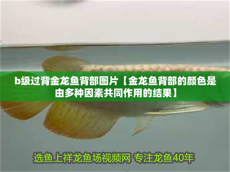 b級過背金龍魚背部圖片【金龍魚背部的顏色是由多種因素共同作用的結(jié)果】 b級過背金龍魚背部圖片【金龍魚背部的顏色是由多種因素共同作用的結(jié)果】 水族問答