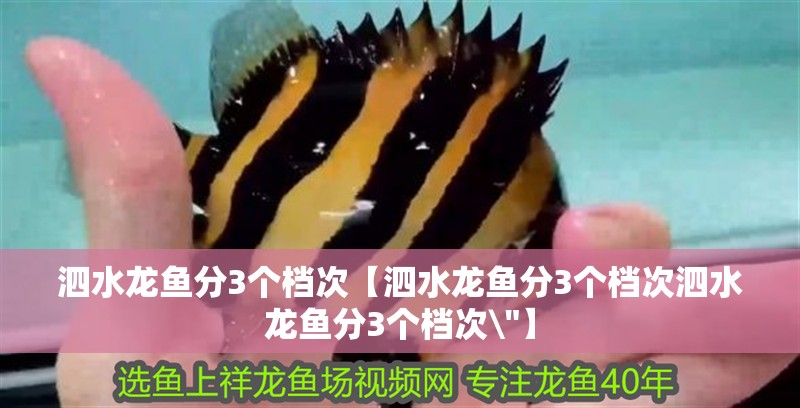 泗水龍魚分3個檔次【泗水龍魚分3個檔次泗水龍魚分3個檔次\