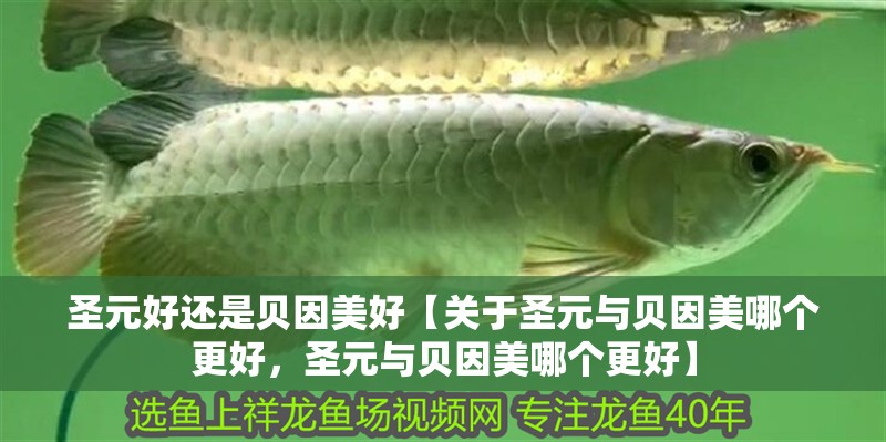 圣元好還是貝因美好【關于圣元與貝因美哪個更好，圣元與貝因美哪個更好】