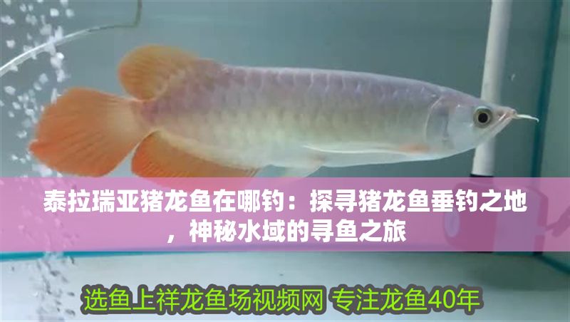 泰拉瑞亞豬龍魚(yú)在哪釣：探尋豬龍魚(yú)垂釣之地，神秘水域的尋魚(yú)之旅