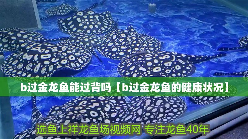b過金龍魚能過背嗎【b過金龍魚的健康狀況】
