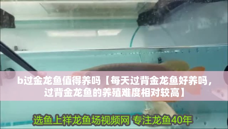 b過金龍魚值得養嗎【每天過背金龍魚好養嗎，過背金龍魚的養殖難度相對較高】