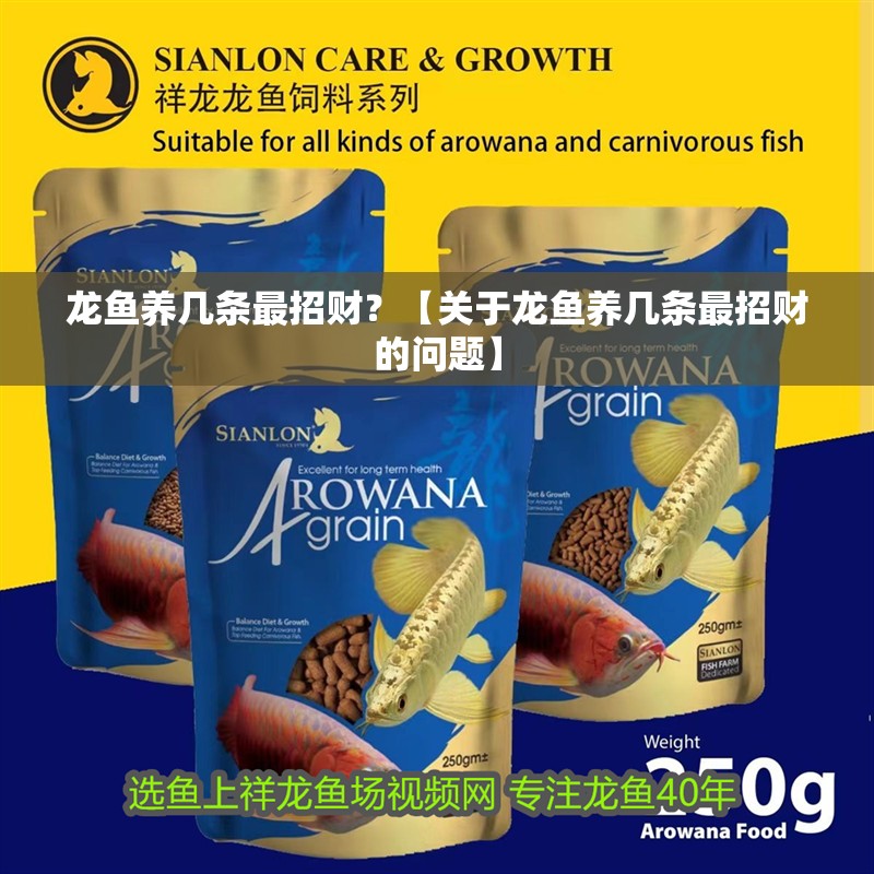 龍魚養幾條最招財？【關于龍魚養幾條最招財的問題】