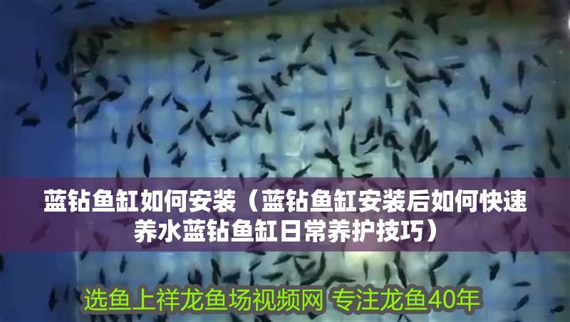 藍鉆魚缸如何安裝（藍鉆魚缸安裝后如何快速養水藍鉆魚缸日常養護技巧）