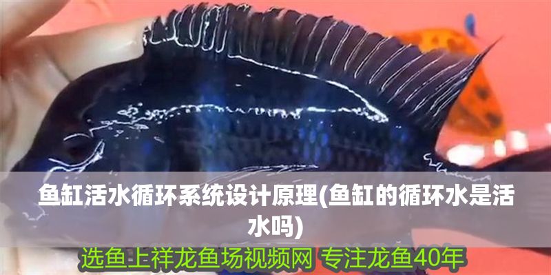魚缸活水循環(huán)系統(tǒng)設(shè)計原理(魚缸的循環(huán)水是活水嗎)