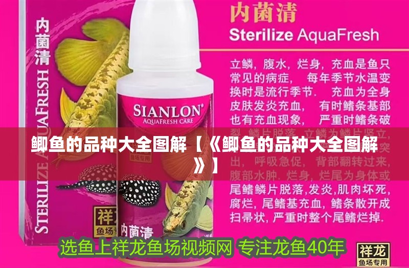 鯽魚的品種大全圖解【《鯽魚的品種大全圖解》】 鯽魚的品種大全圖解【《鯽魚的品種大全圖解》】 龍魚論壇