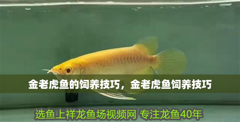 金老虎魚的飼養(yǎng)技巧，金老虎魚飼養(yǎng)技巧 金老虎魚的飼養(yǎng)技巧，金老虎魚飼養(yǎng)技巧 虎魚百科 第1張