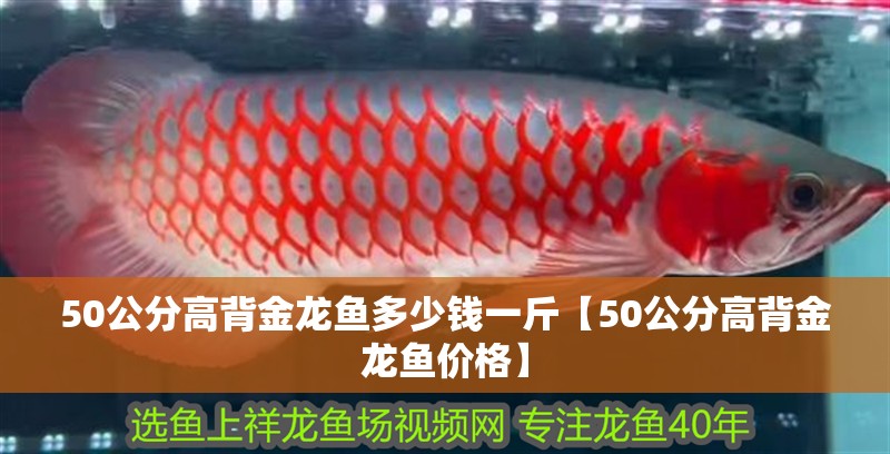 50公分高背金龍魚多少錢一斤【50公分高背金龍魚價格】