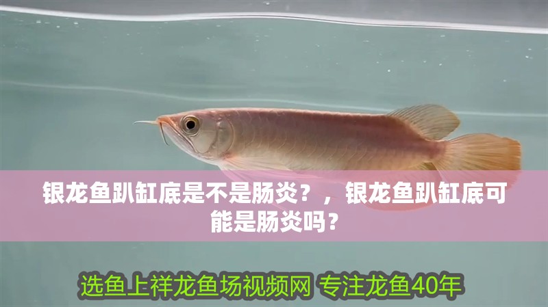 銀龍魚趴缸底是不是腸炎？，銀龍魚趴缸底可能是腸炎嗎？