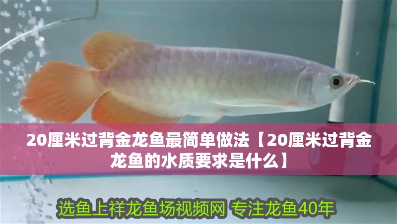 20厘米過背金龍魚最簡單做法【20厘米過背金龍魚的水質(zhì)要求是什么】