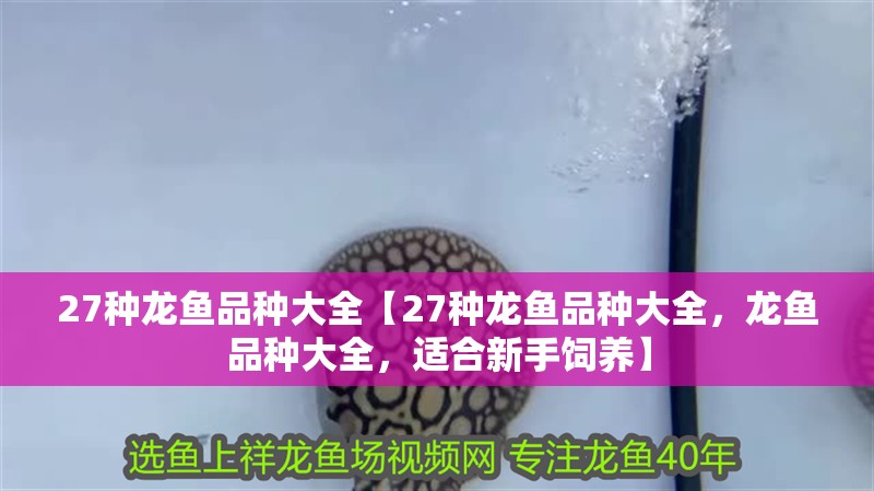 27種龍魚(yú)品種大全【27種龍魚(yú)品種大全，龍魚(yú)品種大全，適合新手飼養(yǎng)】