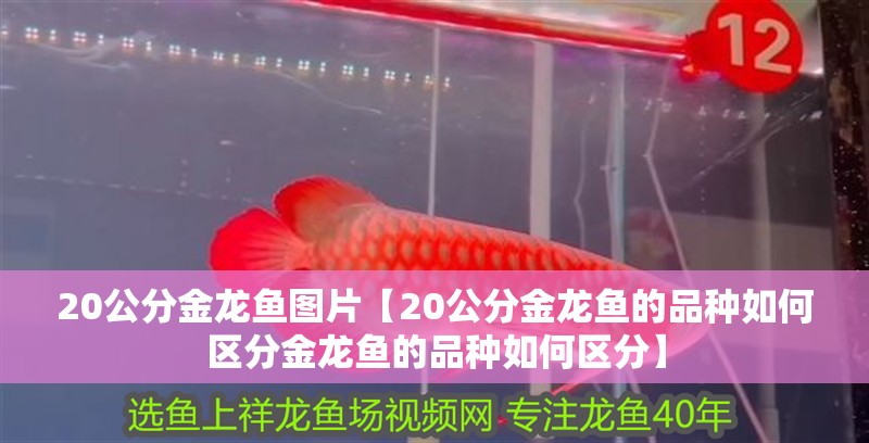20公分金龍魚圖片【20公分金龍魚的品種如何區(qū)分金龍魚的品種如何區(qū)分】