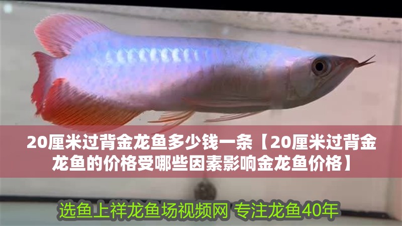 20厘米過背金龍魚多少錢一條【20厘米過背金龍魚的價格受哪些因素影響金龍魚價格】