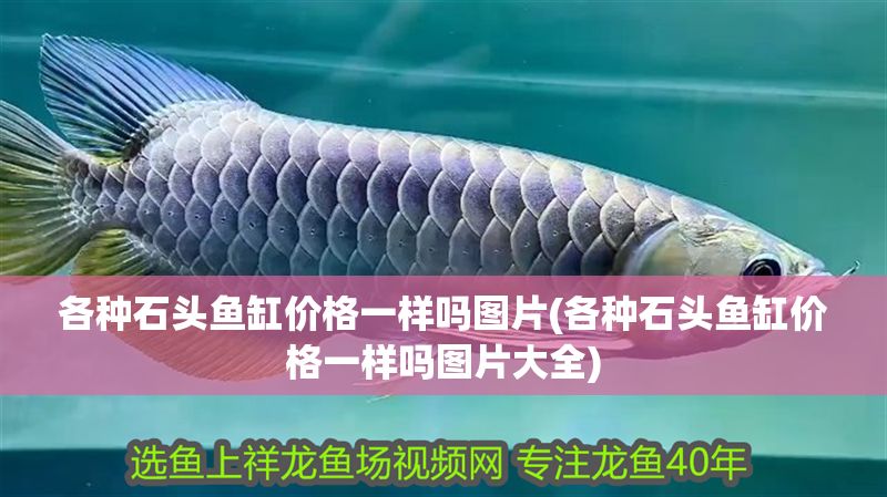 各種石頭魚缸價格一樣嗎圖片(各種石頭魚缸價格一樣嗎圖片大全)