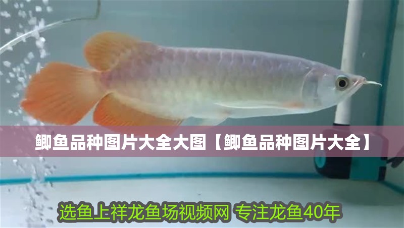 鯽魚品種圖片大全大圖【鯽魚品種圖片大全】