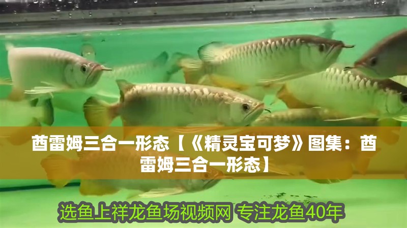 酋雷姆三合一形態(tài)【《精靈寶可夢(mèng)》圖集：酋雷姆三合一形態(tài)】