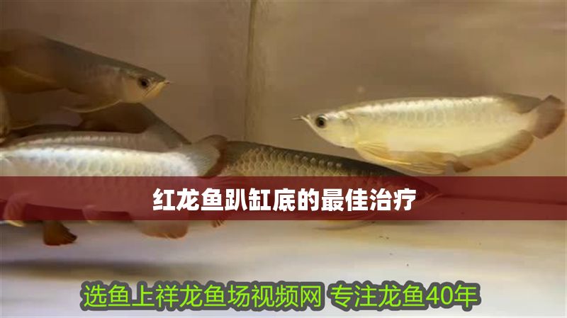 紅龍魚趴缸底的最佳治療
