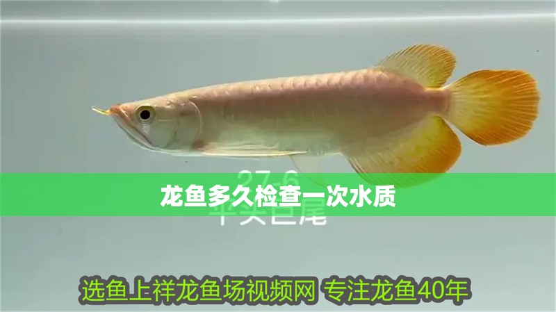 龍魚多久檢查一次水質 龍魚多久檢查一次水質 龍魚百科